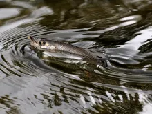 User submitted picture: Grayling - taken a midge