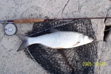 User submitted picture: Rod, reel and fish in per...