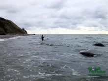 Computer screen wallpaper: Fighting a sea trout