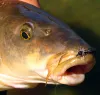 User submitted picture: Closeup of a barbel and a...