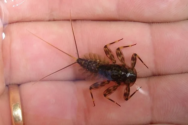 User submitted picture: alien...the come back!