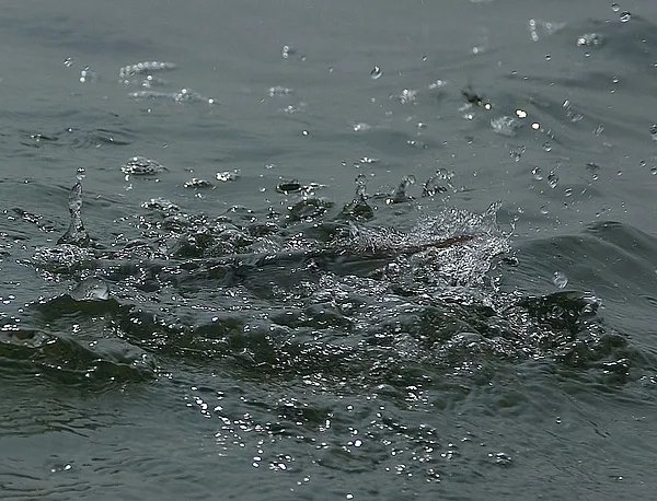 User submitted picture: Garfish - Starfighters