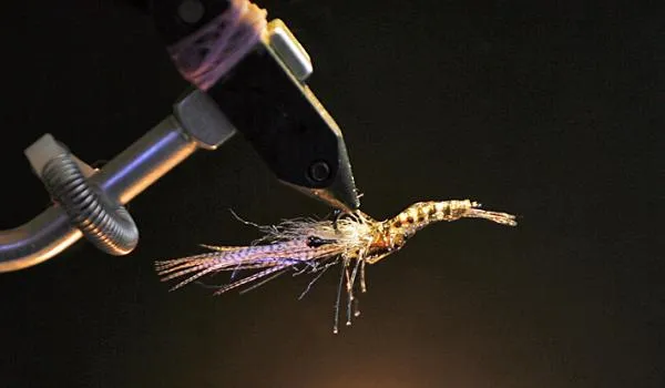 User submitted picture: Magic shrimp by Steen Chr...