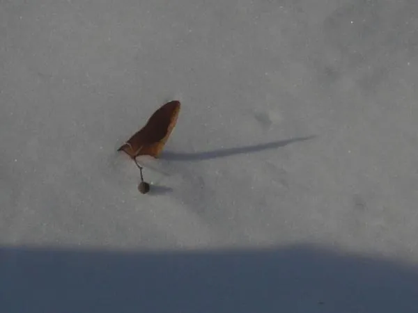 User submitted picture: Winter Danica 