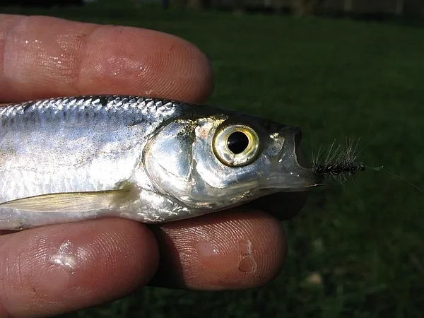 User submitted picture: Alburnus alburnus (bleak)...