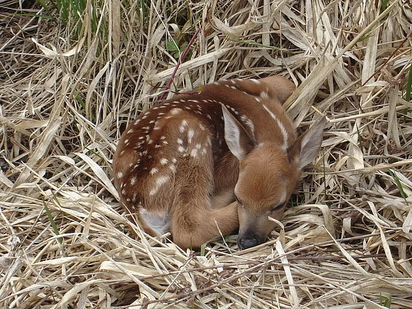 User submitted picture: Streamside Fauna