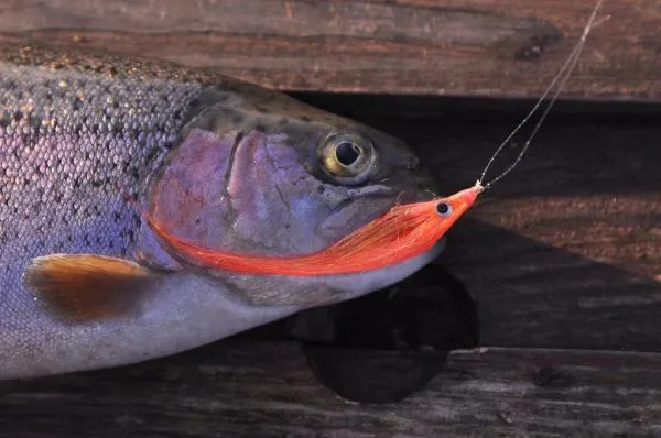 User submitted picture: chick to chick