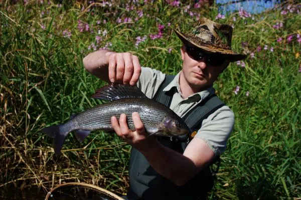 User submitted picture: Grayling -  49 cm :D 
Ca...