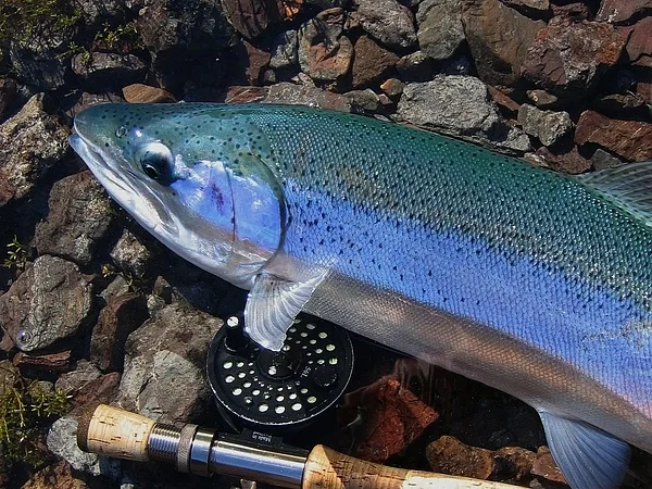 User submitted picture: 10 pounds Patagonian rain...