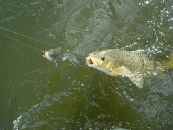 User submitted picture: what is the odds of catci...