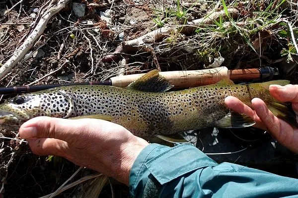 User submitted picture: A beautiful French browni...