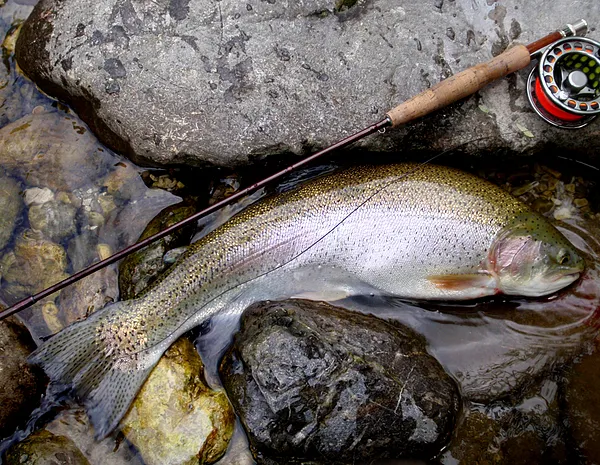 User submitted picture:  Slovenian trout