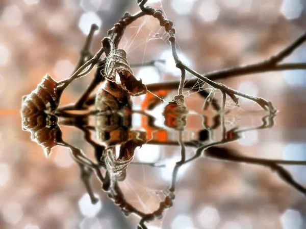 User submitted picture: Fall