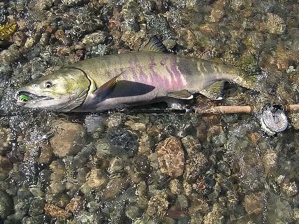 User submitted picture: My first chum salmon on t...
