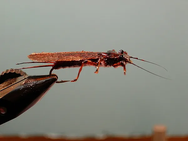 User submitted picture: Realistic Adult Stonefly 