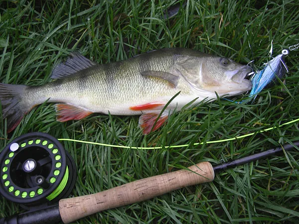 User submitted picture: Perch caught there fishin...