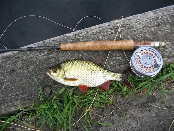 User submitted picture: Scardinius erythrophthalm...