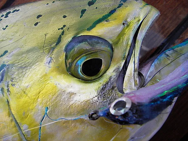 User submitted picture: A nice Dolphin caught in ...