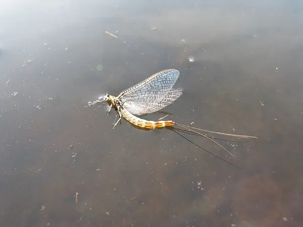 User submitted picture: A dying Ephemera spinner ...