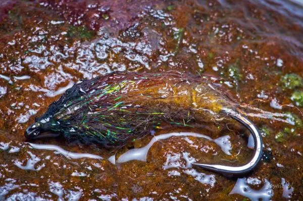 User submitted picture: Nymph