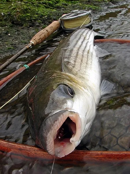 User submitted picture: Mullet on fly.