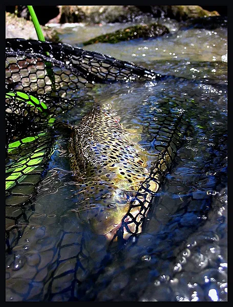 User submitted picture: Summer season Brown trout...