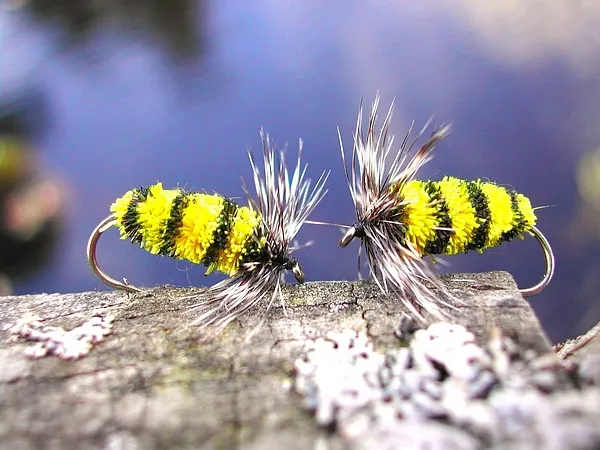 User submitted picture: Wasps + water = fish