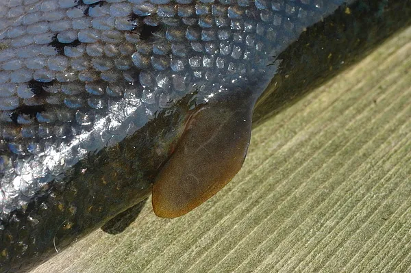 User submitted picture: Salmonidae.