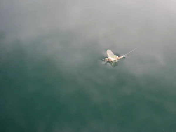 User submitted picture: Mayfly www.safarifilm.co....